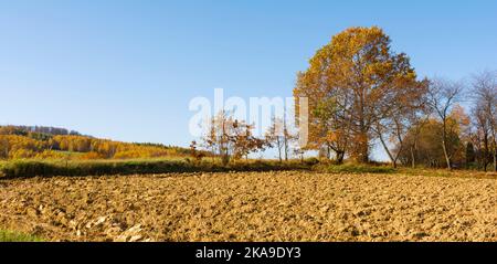 Die Hügel von Bieszczady mit goldenen und orangen Farben bedeckt, im Oktober sonniges Wetter in den Bieszczady Bergen. Stockfoto