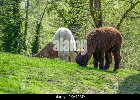 Eine Gruppe entzückender weißer und brauner Alpakas, die auf dem grünen Feld im Haag Zoo grasen Stockfoto