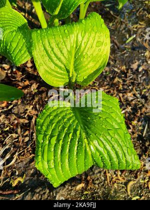 Eine vertikale Draufsicht auf Wassertropfen auf frischen grünen Pflanzenblättern Stockfoto