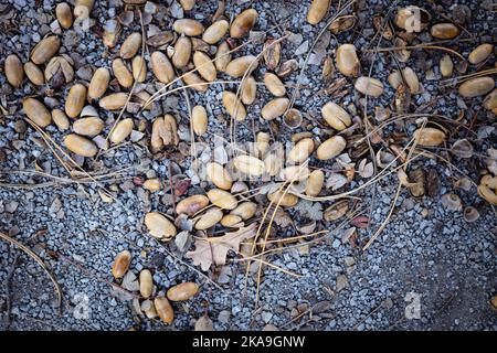 Eicheln auf dem Boden im Herbst Stockfoto