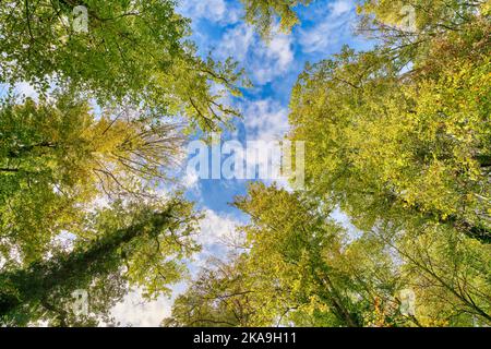 Einige wunderschöne Bäume, die sich gegen den blauen Himmel richten. Farbenfrohe Herbstliche im Wald. Stockfoto