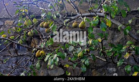 Birnen Reifen am Birnenbaum im Frühherbst 2022. Oktober Stockfoto