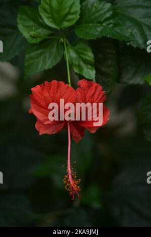 Eine vertikale Nahaufnahme eines roten Hibiskus Stockfoto