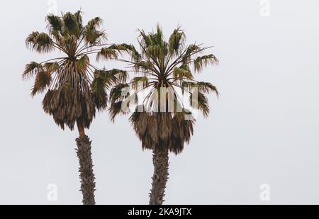 Twin-Palmen Stockfoto
