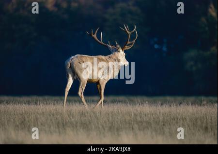 Ein männlicher Hirsch auf einer Wiese Stockfoto