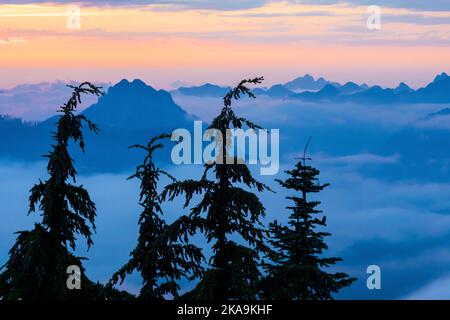 Berghemlocks, Tsuga mertensiana, über tiefen Wolken in der Dämmerung, Evergreen Mountain Lookout, Cascade Range, Mt. Baker-Snoqualmie National Forest, W Stockfoto