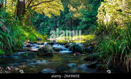 Der wunderschöne Booloumba Creek fließt auf Felsen, umgeben von Bäumen und Sträuchern in Queensland Stockfoto