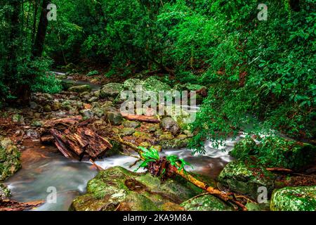 Ein wunderschöner Bach, der auf mit Moos bedeckten Felsen fließt, umgeben von Bäumen und umgestürzten Baumstämmen Stockfoto