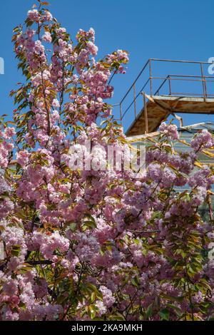 Eine vertikale Aufnahme eines schönen blühenden Sakura-Baumes Stockfoto