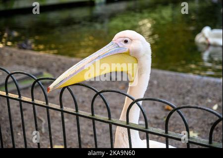 Nahaufnahme des Pelikankopfes im St James's Park, London Stockfoto