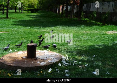 Tauben fressen auf Gras im Schatten der Natur Stockfoto