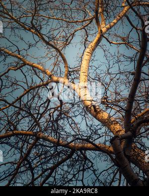 Eine vertikale Aufnahme des blattlosen trockenen Baumes gegen den blauen Himmel Stockfoto