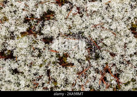 Buschtassenflechte (Cladonia arbuscula) Nahaufnahme Hintergrund Stockfoto