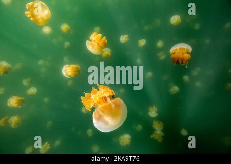 Die schöne Aufnahme des Jellyfish Lake - ein See auf der Insel Eil Malk in Palau Stockfoto