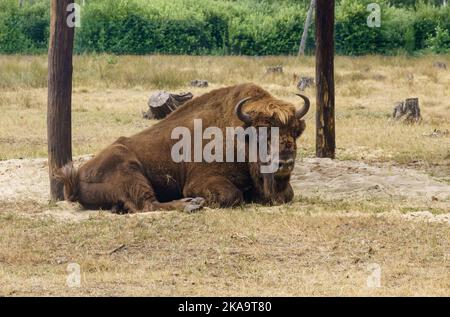 Amerikanischer Bison liegt auf dem Gras im Nationalpark. Stockfoto