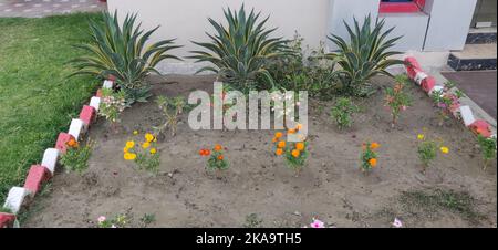 Bunte Blume auf dem Boden gepflanzt. Plantagenmuster. Stockfoto