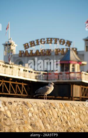 Eine vertikale, flache Fokusaufnahme des Brighton Palace Pier am frühen Morgen mit einer grauen Möwe davor Stockfoto