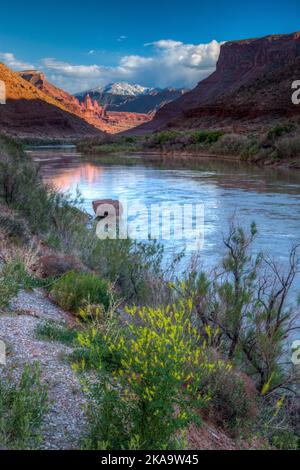 Waring Mesa, die Fisher Towers, der Colorado River, Fisher Mesa und die La Sal Mountains bei Sonnenuntergang in der Nähe von Moab, Utah. Besen Snakeweek in voller Blüte im Foregro Stockfoto