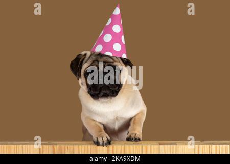 Lustige Pug Hund trägt Happy Birthday Hut auf hellen Hintergrund. Stockfoto