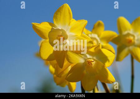 Eine Variation von gelben Narzissen, die vor einem blauen Himmel beleuchtet werden. Schöner farbenfroher Kontrast mit Details. Stockfoto