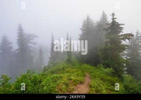 Wald um Evergreen Mountain Aussichtspunkt an einem nebligen Morgen, Mt. Baker–Snoqualmie National Forest, Staat Washington, USA Stockfoto