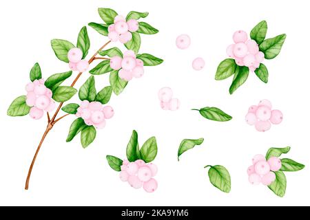 Großer Satz von rosa Schneebeeren. Aquarellelemente: Beeren mit Blättern, Zweig mit Beeren, Blumensträuße. Botanische Illustration für Design Stockfoto