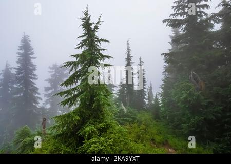 Wald um Evergreen Mountain Aussichtspunkt an einem nebligen Morgen, Mt. Baker–Snoqualmie National Forest, Staat Washington, USA Stockfoto