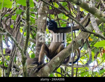 Ein wilder Spinnenaffe (??) Auf einem Baum sitzend. Roraima State, Brasilien. Stockfoto