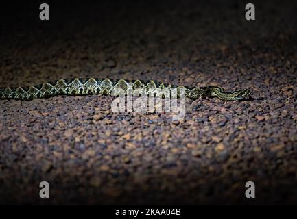 Eine große Roraima Rattlesnake (Crotalus durissus ssp. Ruruima) auf dem Boden in der Nacht. Roraima State, Brasilien. Stockfoto