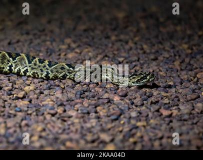 Eine große Roraima Rattlesnake (Crotalus durissus ssp. Ruruima) auf dem Boden in der Nacht. Roraima State, Brasilien. Stockfoto