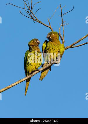 Ein Paar Braunkehlsittich (Eupsittula pertinax) auf einem Ast. Roraima State, Brasilien. Stockfoto