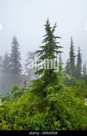 Wald um Evergreen Mountain Aussichtspunkt an einem nebligen Morgen, Mt. Baker–Snoqualmie National Forest, Staat Washington, USA Stockfoto