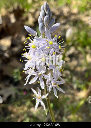 Eine selektive Fokusaufnahme von wilder Hyazinthe (camassia scilloides) Stockfoto