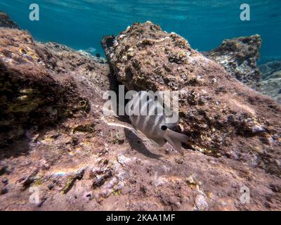 Der Dreitopf Dascyllus (Dascyllus trimaculatus), bekannt als Domino-Damsel oder einfach Domino, ist eine Art des Degoistischen aus der Familie Pomacentridae und Stockfoto