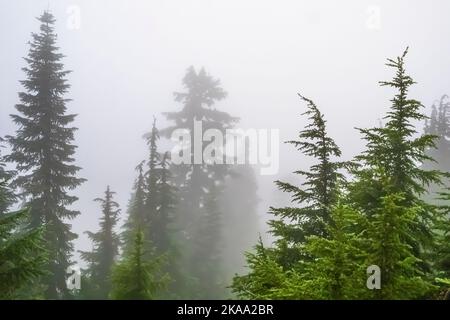 Wald um Evergreen Mountain Aussichtspunkt an einem nebligen Morgen, Mt. Baker–Snoqualmie National Forest, Staat Washington, USA Stockfoto