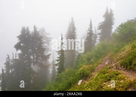 Wald um Evergreen Mountain Aussichtspunkt an einem nebligen Morgen, Mt. Baker–Snoqualmie National Forest, Staat Washington, USA Stockfoto