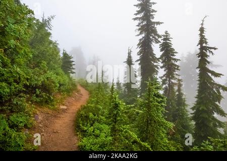 Wald um Evergreen Mountain Aussichtspunkt an einem nebligen Morgen, Mt. Baker–Snoqualmie National Forest, Staat Washington, USA Stockfoto