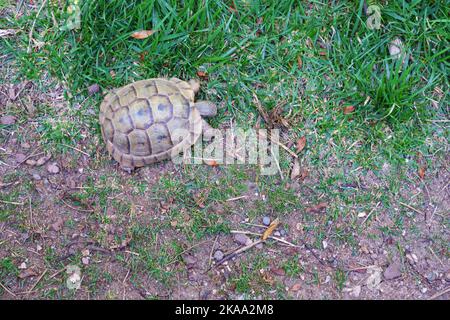 Europäische Landschildkröte, die sich im Schatten auf Gras bewegt Stockfoto