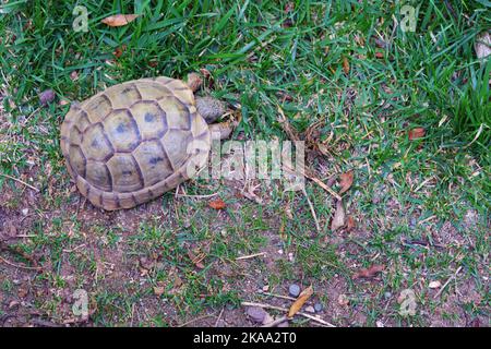 Europäische Landschildkröte, die sich im Schatten auf Gras bewegt Stockfoto