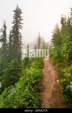 Wald um Evergreen Mountain Aussichtspunkt an einem nebligen Morgen, Mt. Baker–Snoqualmie National Forest, Staat Washington, USA Stockfoto