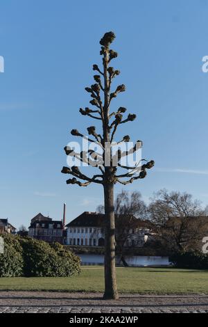 Eine vertikale Aufnahme des Araucaria columnaris-Baumes vor blauem Himmel und Gebäuden Stockfoto