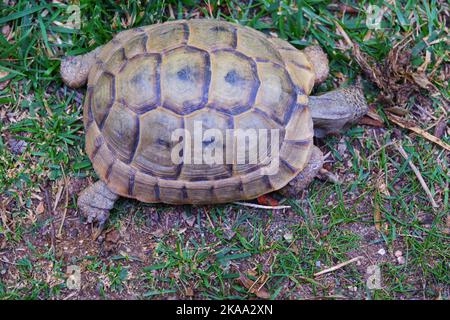 Europäische Landschildkröte, die sich im Schatten auf Gras bewegt Stockfoto