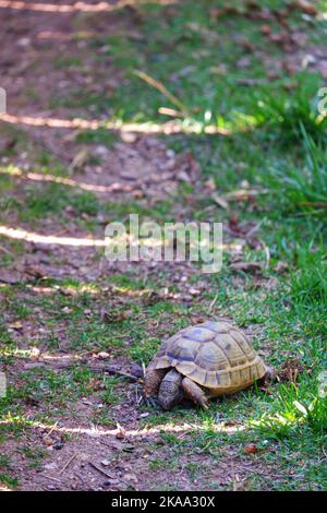 Europäische Landschildkröte, die sich im Schatten auf Gras bewegt Stockfoto