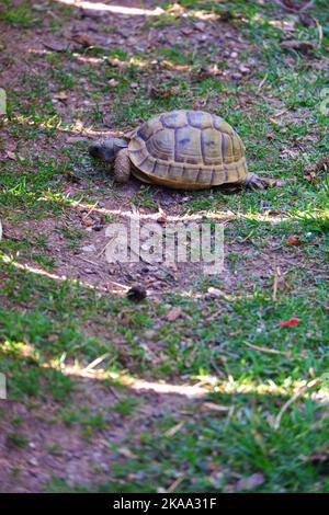 Europäische Landschildkröte, die sich im Schatten auf Gras bewegt Stockfoto