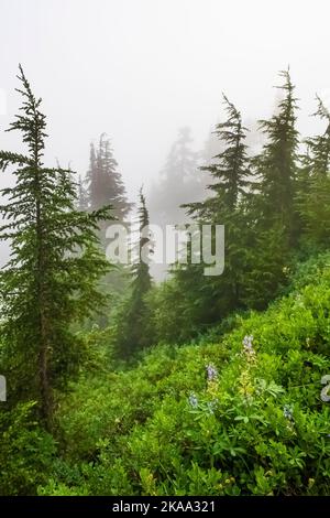 Wald um Evergreen Mountain Aussichtspunkt an einem nebligen Morgen, Mt. Baker–Snoqualmie National Forest, Staat Washington, USA Stockfoto