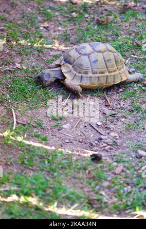 Europäische Landschildkröte, die sich im Schatten auf Gras bewegt Stockfoto