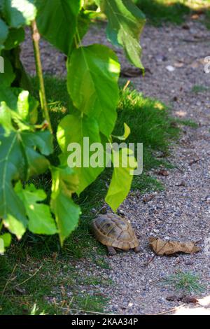 Europäische Landschildkröte, die sich im Schatten auf Gras bewegt Stockfoto