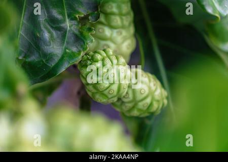 Eine selektive Fokusaufnahme von Noni-Früchten Stockfoto