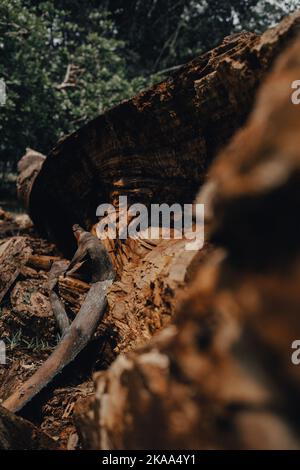 Eine vertikale Nahaufnahme von gebrochenem Holz im dunklen Wald Stockfoto