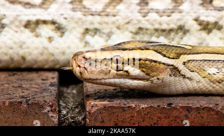 Die birmanische Python ist typischerweise 5 m (16 ft.) lang und wiegt bis zu 90 kg (200 lbs.). Sie ist eine der größten Schlangen der Welt. Die burmesischen Pythons sind es Stockfoto